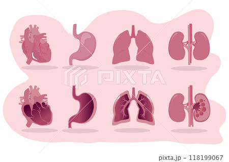 Human internal organs. 118199067