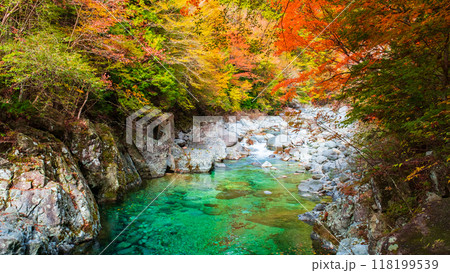 秋の阿寺渓谷 118199539