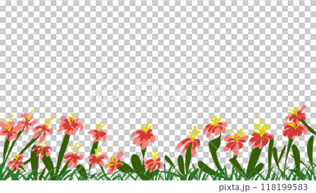 Background illustration with lots of hibiscus flowers. 118199583