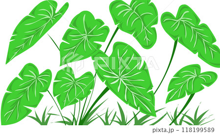 Taro leaf illustration background 118199589