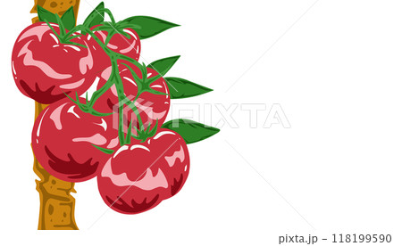 Background illustration of tomatoes 118199590