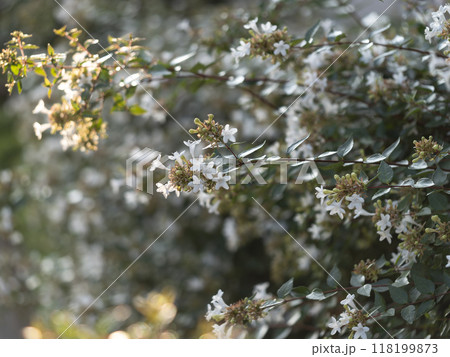 アベリアの花が咲く公園の生垣 118199873