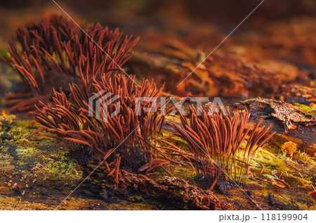 Chocolate tube slime mold - Stemonitis axifera Chocolate tube slime mold - Stemonitis axifera 118199904
