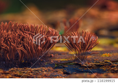 Chocolate tube slime mold - Stemonitis axifera Chocolate tube slime mold - Stemonitis axifera 118199915