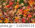 カナダのカエデの落ち葉 118200218