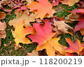カナダの紅葉したカエデ 118200219