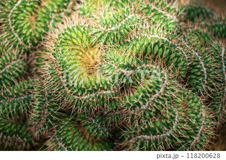 サボテン白竜丸畷化 118200628