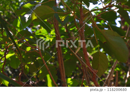 小笠原のトカゲと木 118200680