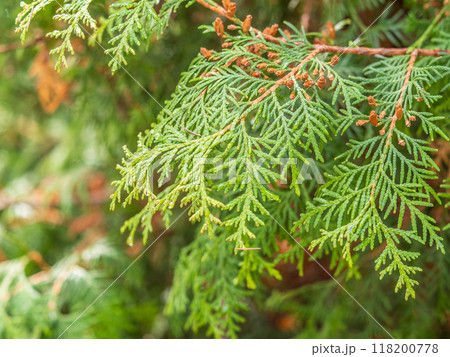 Thuja branches with drops of water after rain. Wet branches in the sunset light. 118200778