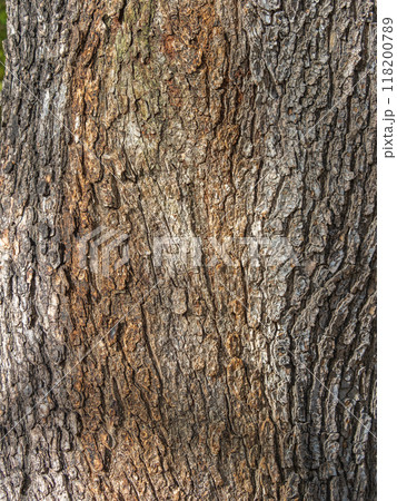 Bark texture and background of a old fir tree trunk. Detailed bark texture. Natural background 118200789