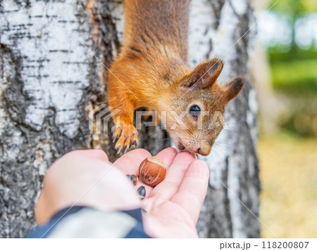 A squirrel in the autumn eats nuts from a human hand. Eurasian red squirrel, Sciurus vulgaris A squirrel in the autumn eats nuts from a human hand. Eurasian red squirrel, Sciurus vulgaris 118200807