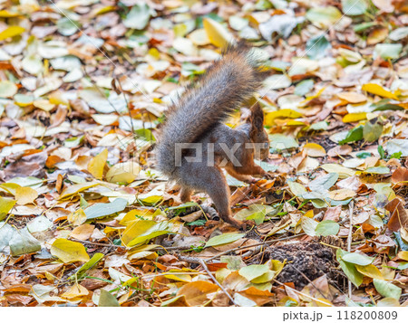 Squirrel in autumn hides nuts on the green grass with fallen yellow leaves Squirrel in autumn hides nuts on the green grass with fallen yellow leaves 118200809