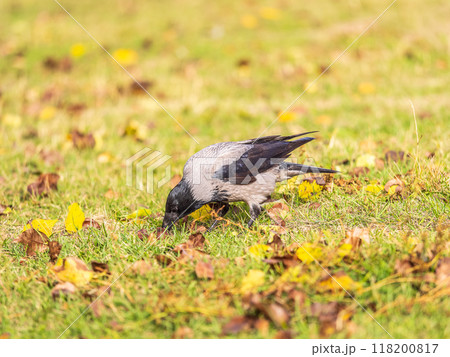 Hooded crow, corvus cornix, standing on the lawn in the spring or summer Hooded crow, corvus cornix, standing on the lawn in the spring or summer 118200817