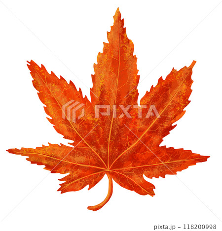 赤い紅葉 118200998