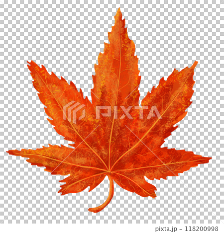 赤い紅葉 118200998