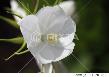 モクワンジュの花 118201055