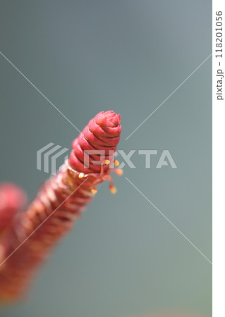 キソウテンガイの花 118201056