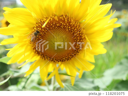 ヒマワリと蜜蜂 118201075