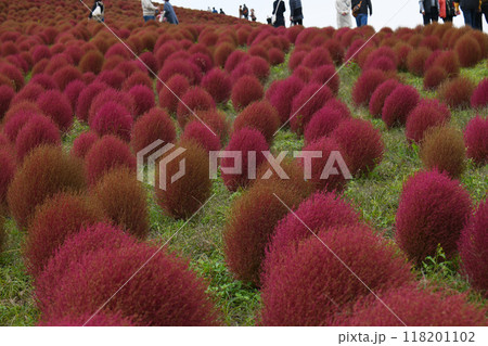 紅葉したコキアの丘 118201102