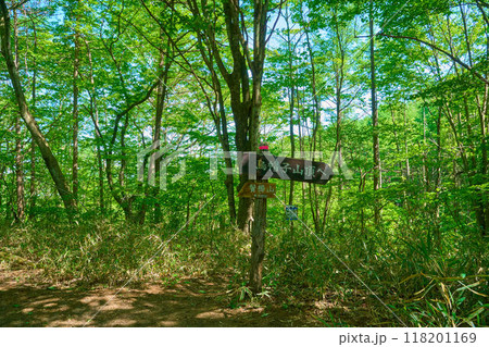 群馬県高崎市榛名湖町の榛名湖北側の登山道(烏帽子ヶ岳と鬢櫛山の分岐道標) 群馬県高崎市榛名湖町の榛名湖北側の登山道(烏帽子ヶ岳と鬢櫛山の分岐道標) 118201169