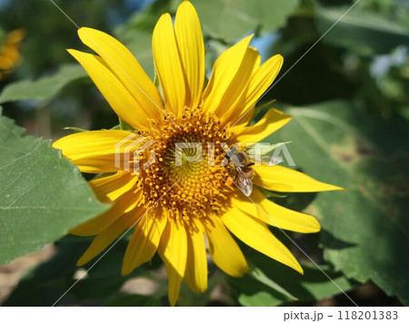 ヒマワリと蜜蜂 118201383