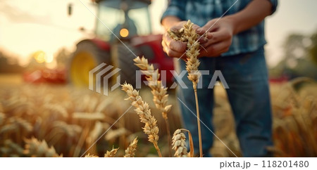 Field of plenty - harvesting wheat with tractors, illustrating dedication of farmers, golden spikes of wheat, crucial role of modern machinery in sustaining agricultural productivity. Field of plenty - harvesting wheat with tractors, illustrating dedication of farmers, golden spikes of wheat, crucial role of modern machinery in sustaining agricultural productivity. 118201480