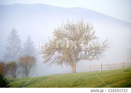 Lone tree stands majestically in grassy field, partially shrouded in morning mist. Soft fog creates serene and ethereal atmosphere, with wooden fence and distant trees barely visible in background. 118201722