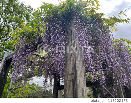 藤の花のある風景 118202178