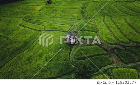 Aerial view of the rice fields,High angle view of rice fields in the rainy season 118202577