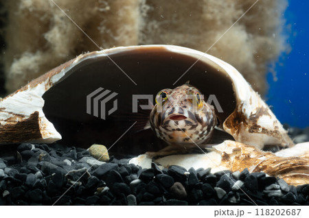 ハゼ　海水魚　魚 118202687