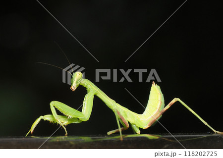 ハラビロカマキリの幼虫 ハラビロカマキリの幼虫 118202725