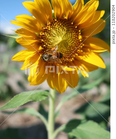 ヒマワリと蜜蜂 ヒマワリと蜜蜂 118202904