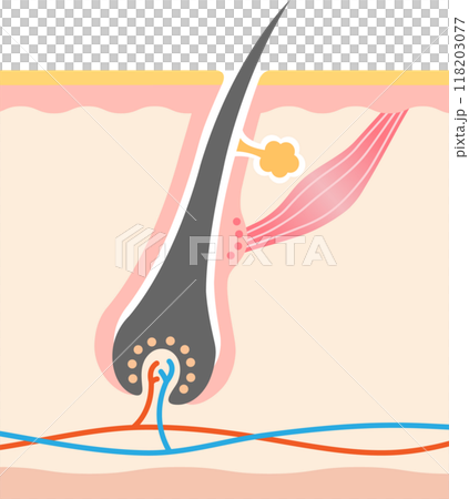 Hair root skin cross section 118203077