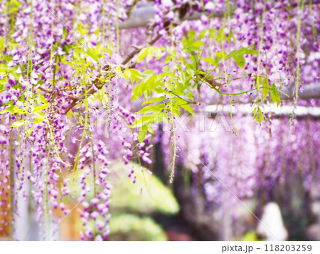 初夏の季節の美しい藤の花 118203259
