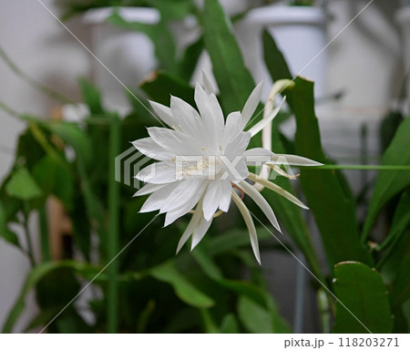 十三夜美人の花20240903 十三夜美人の花20240903 118203271