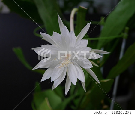 十三夜美人の花20240902 118203273