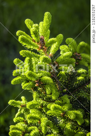 Decorative fir branch Decorative fir branch 118203297