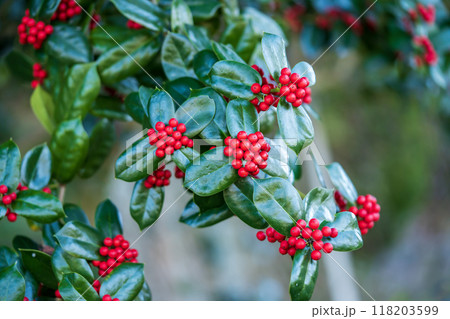 赤い実をつけたヤバネヒイラギモチ 118203599