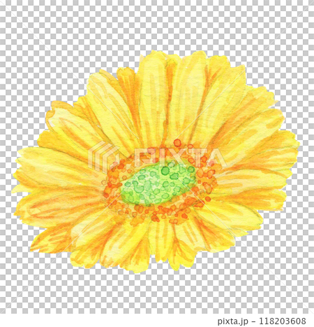 水彩手繪花朵：對角線：黃色非洲菊的花語代表“極致之美”和“友誼”，非常適合作為禮物。 118203608