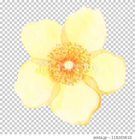 Flowers hand-drawn in watercolor: Front: The flower language of the golden plum is "sparkle," "stop sadness," and "sunshine." 118203610