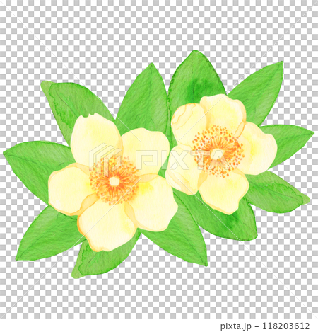 Flowers hand-drawn in watercolor: Multiple: The flower language of the golden plum (kinshibai) is "sparkle," "stop sadness," and "sunshine." Flowers hand-drawn in watercolor: Multiple: The flower language of the golden plum (kinshibai) is "sparkle," "stop sadness," and "sunshine." 118203612
