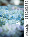 水に浮かぶ紫陽花　紫陽花の花手水 118203832