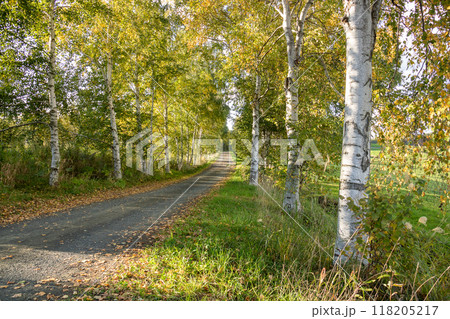 秋のシラカバ並木 秋のシラカバ並木 118205217