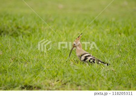 Eurasian hoopoe searching for food. 118205311