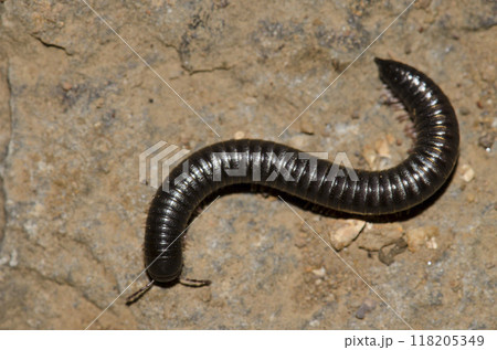 Portuguese millipede Ommatoiulus moreletti. Portuguese millipede Ommatoiulus moreletti. 118205349