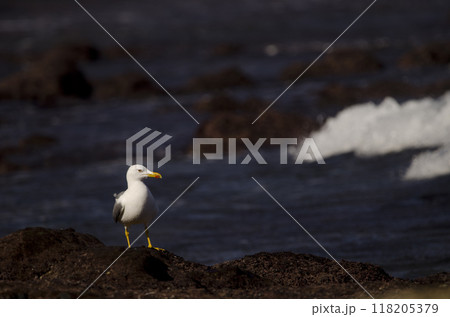 Yellow-legged gull Larus michahellis atlantis. 118205379
