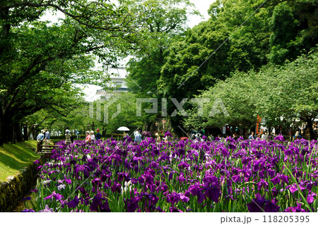 長崎県大村市　大村公園の玖島城堀跡に広がる花菖蒲園の景観 118205395