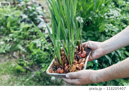 hands holding sprouted gladiolus bulbs before planting 118205407