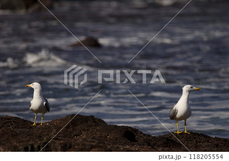 Yellow-legged gulls Larus michahellis atlantis. Yellow-legged gulls Larus michahellis atlantis. 118205554