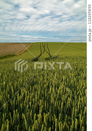 夏空の美瑛の麦畑　縦写真 118205650